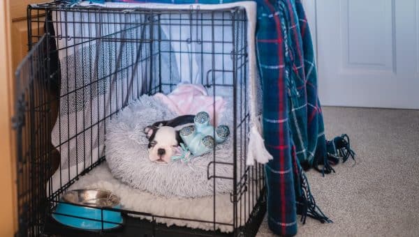 A very young Boston Terrier puppy sleeping in her crate with the door open