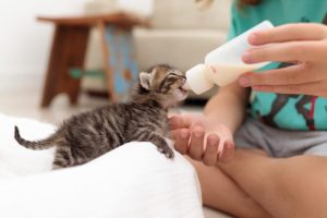 When Can Kittens Leave Their Mom? How To Tell If They're Ready