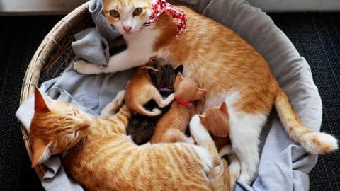 Mother cat in bed with kittens