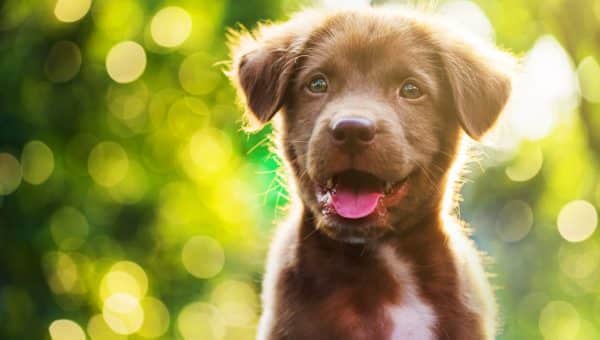 Brown Labrador Retriever puppy outside in yard with trees