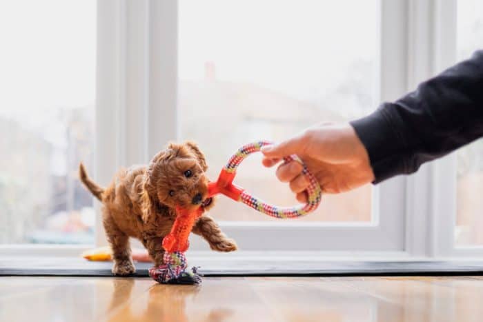 Person and small puppy playing with rope toy