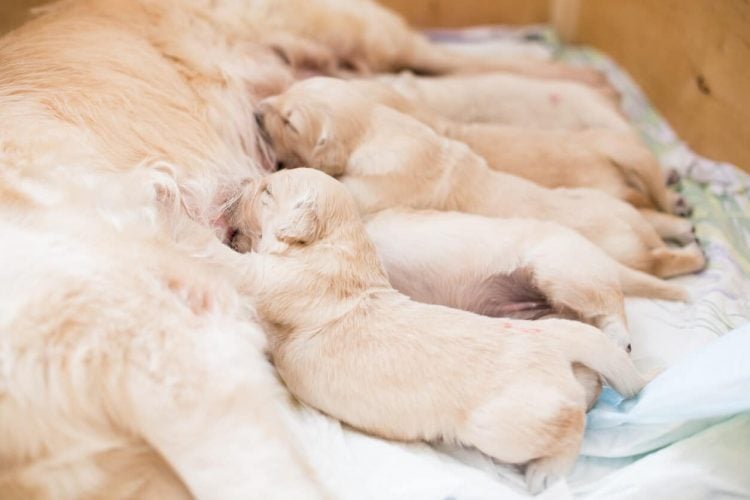 Chiots golden retriever tétant leur mère