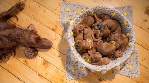 Puppies sleeping in basket next to mom