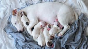 What Age Should Puppies Leave Their Mom?