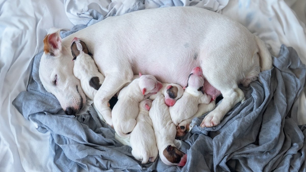 how long do puppies need milk