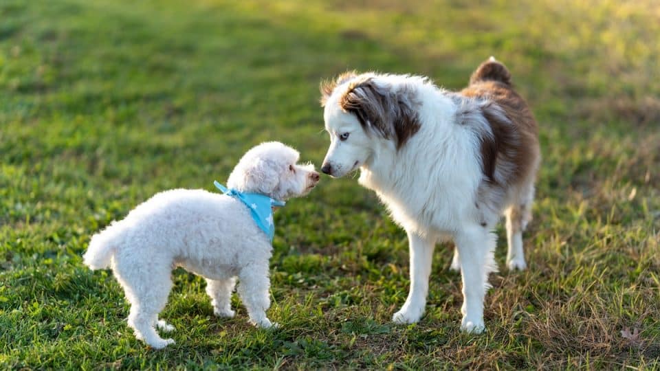 a White Maltese poodle and an australian shepherd puppies in a park