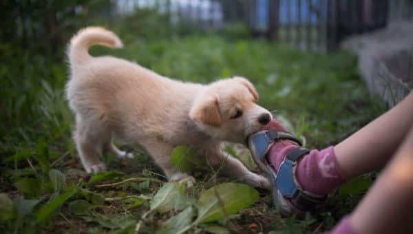 Puppy mouthing person's foot in yard