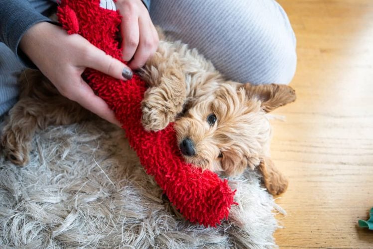 Giving small puppy a toy to chew on