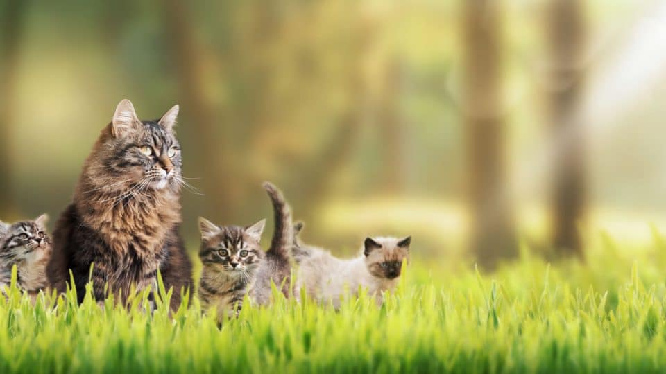 Family of cats in the grass