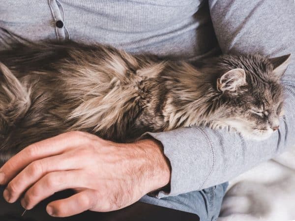 Cat sleeping in person's arms
