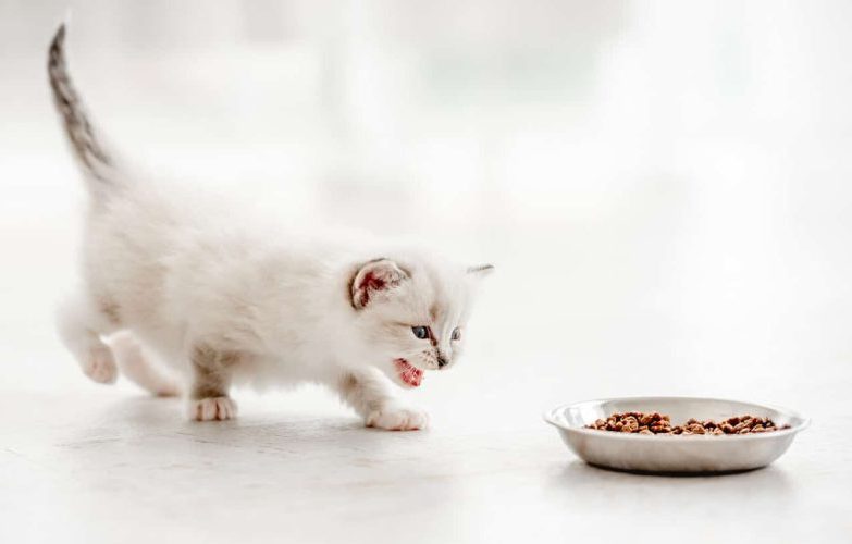 Kitten runs toward bowl of food