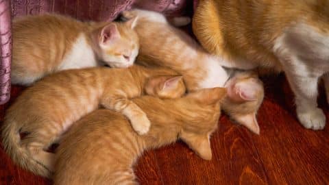 Litter of orange kittens nursing and playing