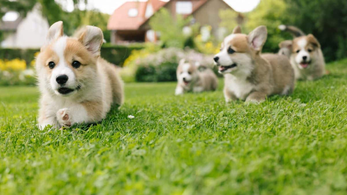 when-do-puppies-start-walking-a-complete-guide