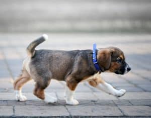 Puppy with collar walking on sidewalk