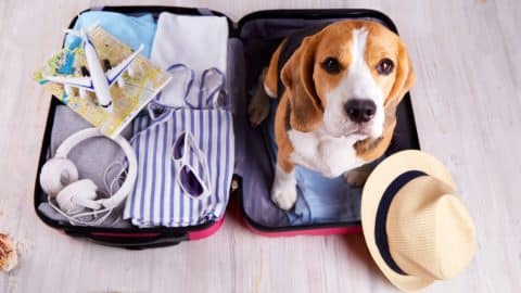 A beagle dog sits in an open suitcase with clothes and leisure items