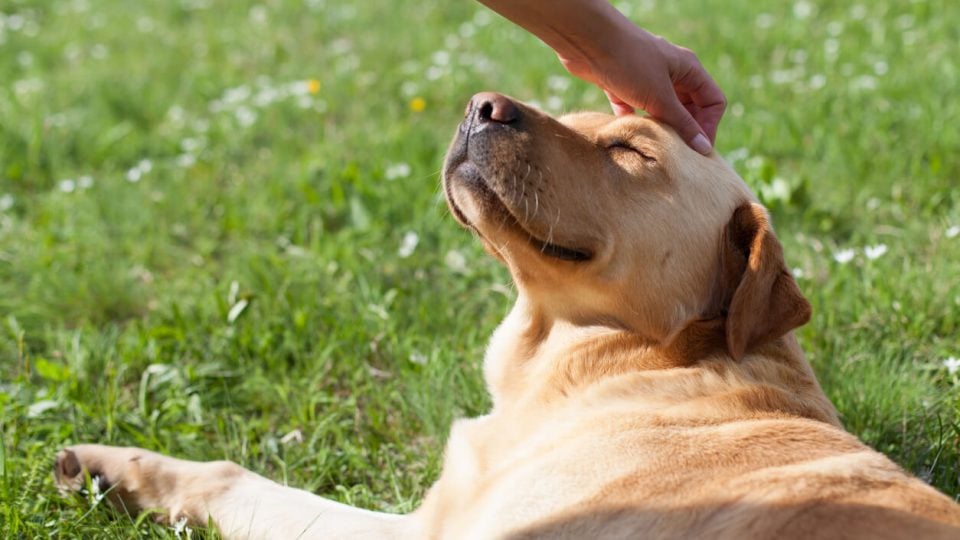 Person petting dog lying in grass