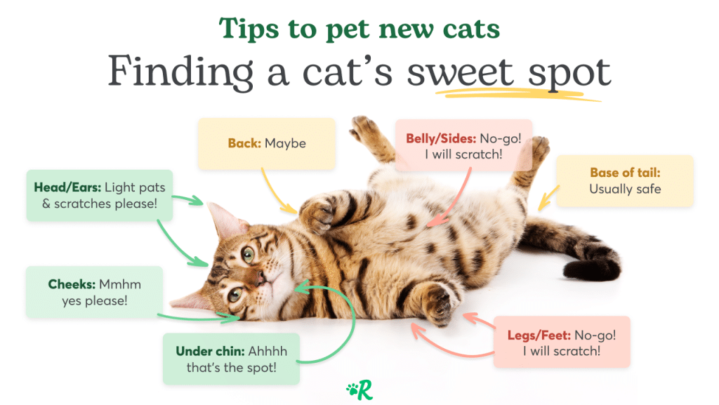 An infographic showing where and where not to pet a cat for the first time.
