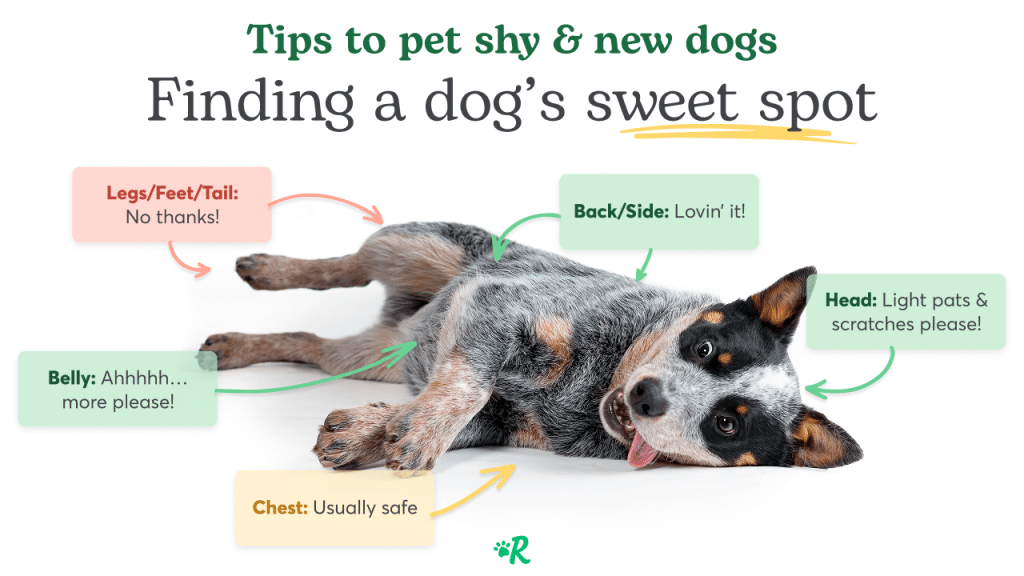 An infographic detailing where dogs like to be pet and not pet.
