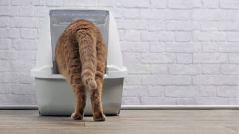 Ginger cat step inside a litter box