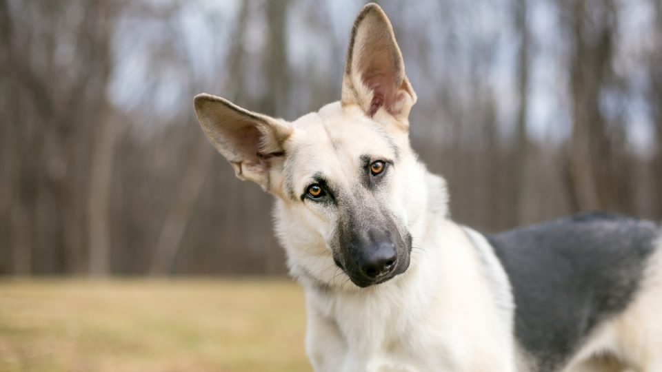white and black German Shepherd listening with head tilted