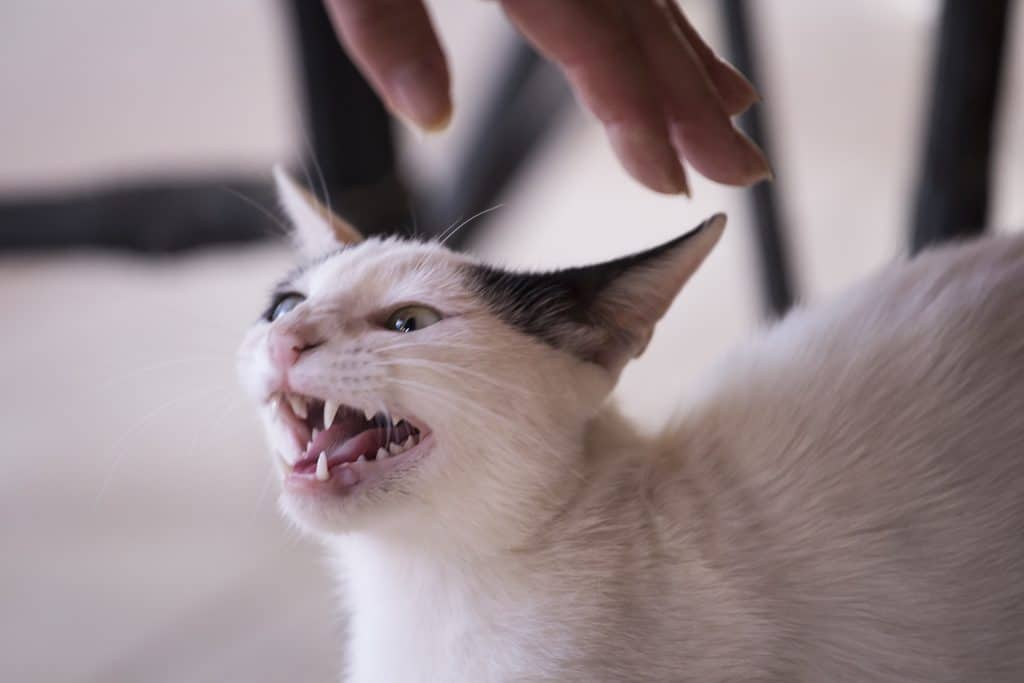 A white cat hissing while trying to be pet