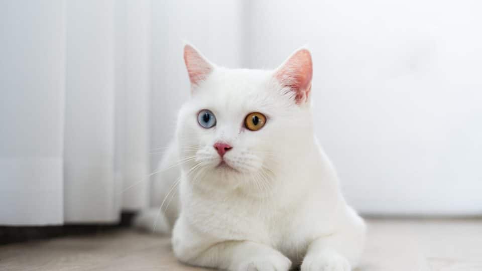 A white cat