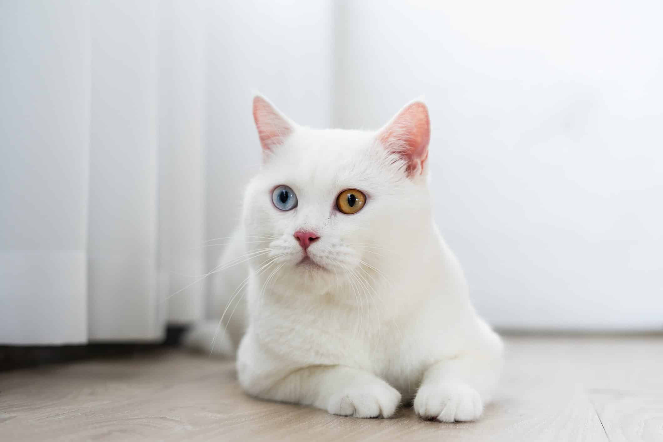 Is a white cat rare?
