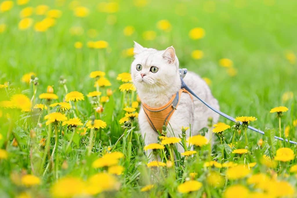 A white cat with a harness on in a flower field