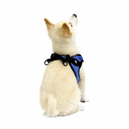 small cream colored pup wearing blue harness
