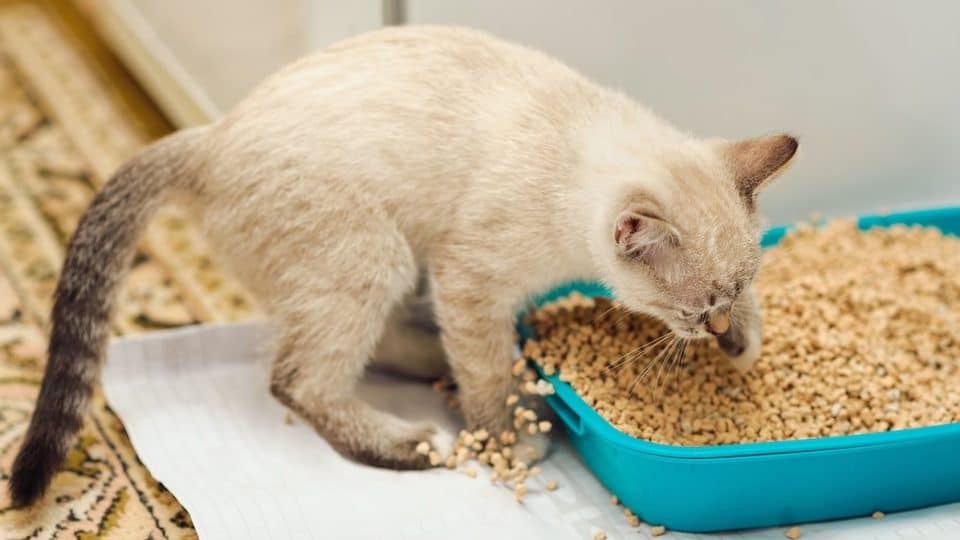 Kitty digging in cat litter