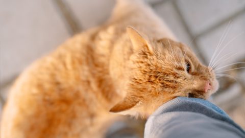 Cat rubbing against person