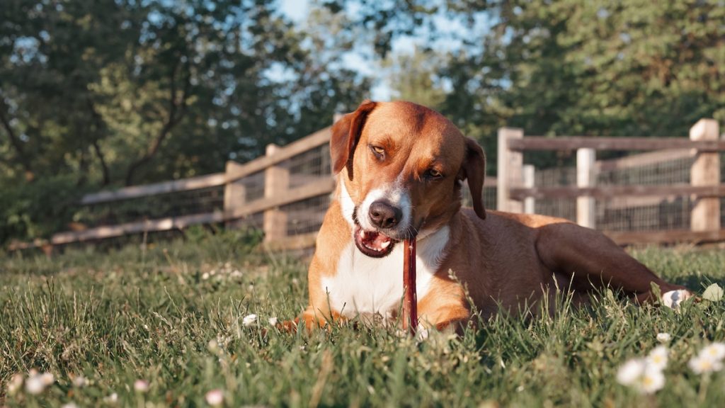 Why Do Bully Sticks Stink?