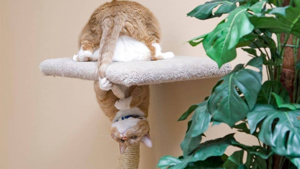 Cat hanging on cat tree grabbing tail