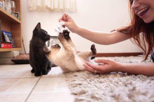 Kid plays with two kittens on floor