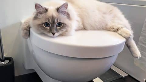Fluffy white cat sits on toilet lid