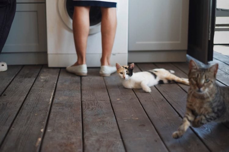 Cats lying on floor waiting for food