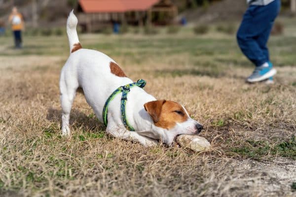 Dog eating rock in field