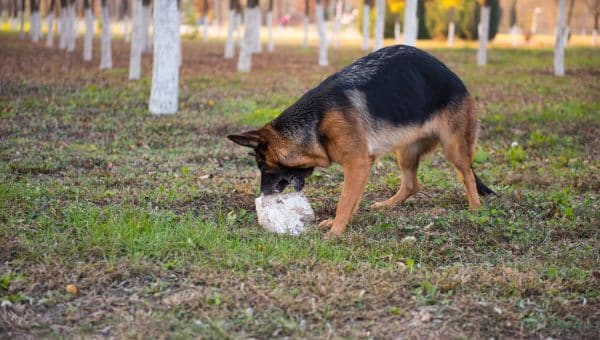 German Shepherd mouthing rock in field