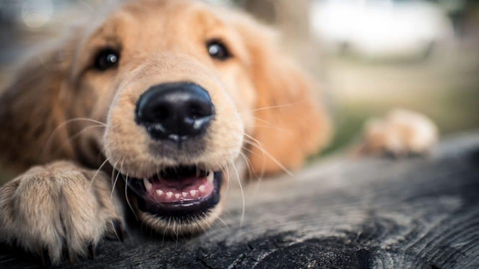 Dog with paws on railing sniffing air with open mouth