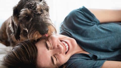 Person lying down laughing as dog licks their face