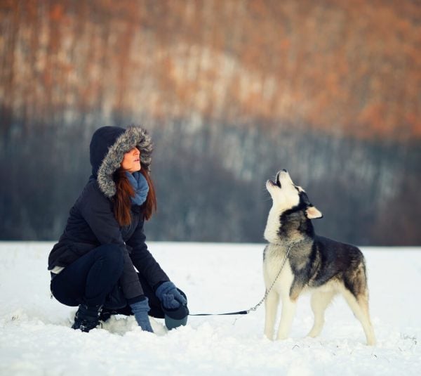 Person and Husky vocalizing together