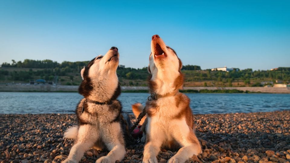 Two Huskies lying on beach screaming together