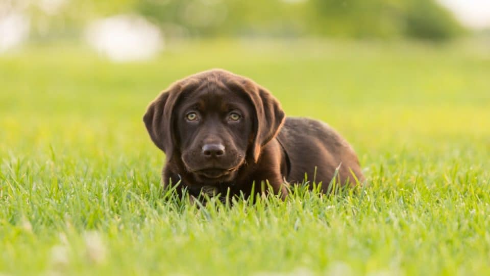 Chocolate Lab puppy lying down in a field of grass while staring at the camera