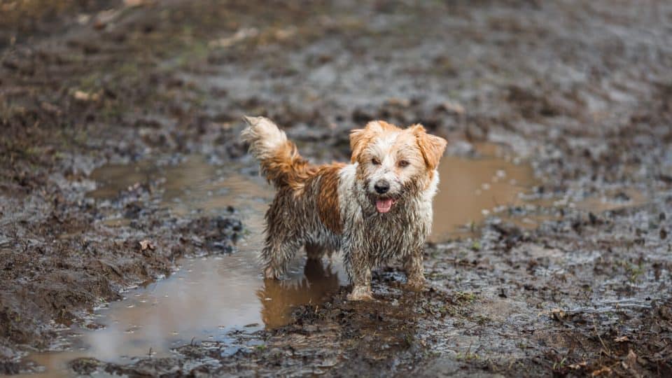 Dog in mud puddle