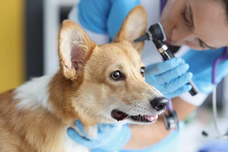 Vet checks dog's ear for infection
