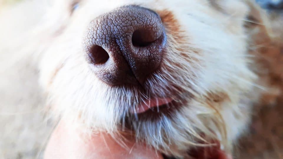 Close up of dog nose and tongue