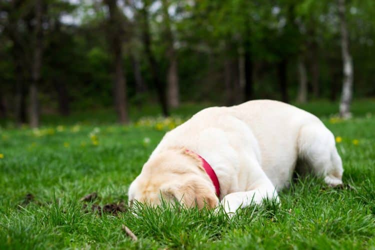 Un chien allongé dans l'herbe, la tête dans un trou. 