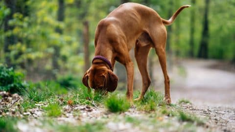 Dog sniffing ground on trail