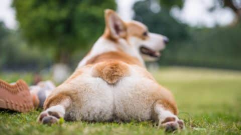 Corgi sitting on grass shows rear end