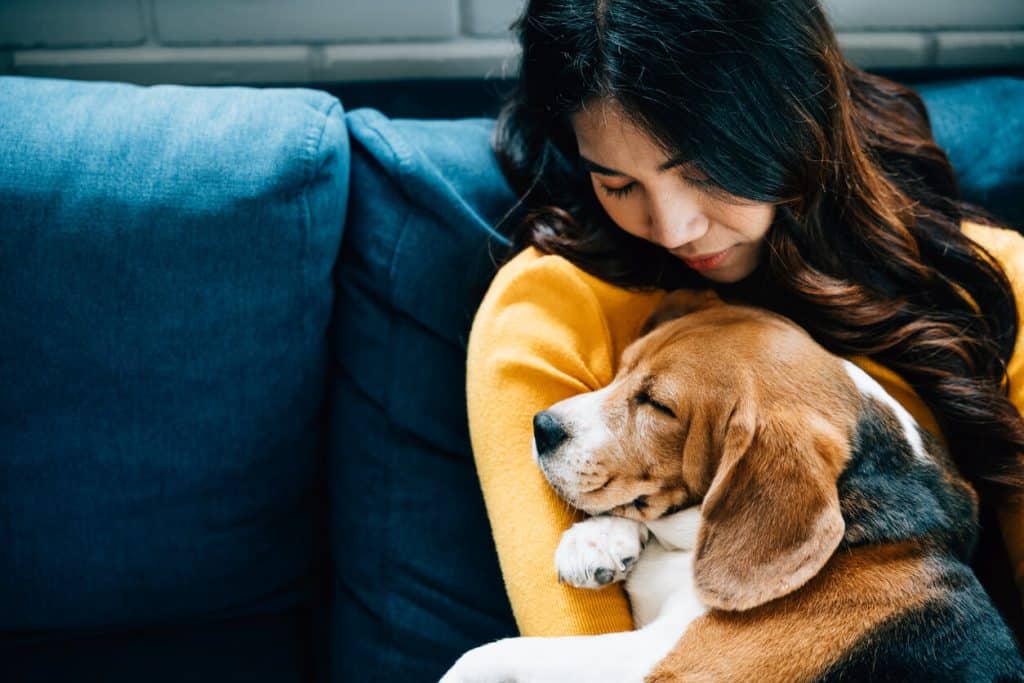 Person sitting on sofa cuddles older Beagle